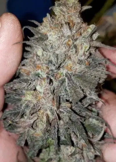 Apple Cinnamon Crumble II by Brother Mendel’s Selection, Photoperiod cannabis strain