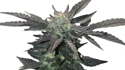 Apple Cobbler by 34 Street Seed Co., Photoperiod cannabis strain