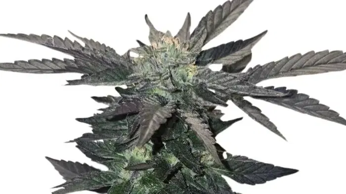 Apple Cobbler by 34 Street Seed Co., Photoperiod cannabis strain