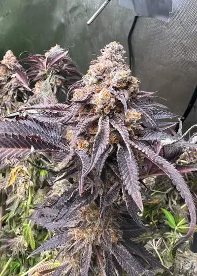 Apple Cup by Robin Hood Seeds, Photoperiod cannabis strain