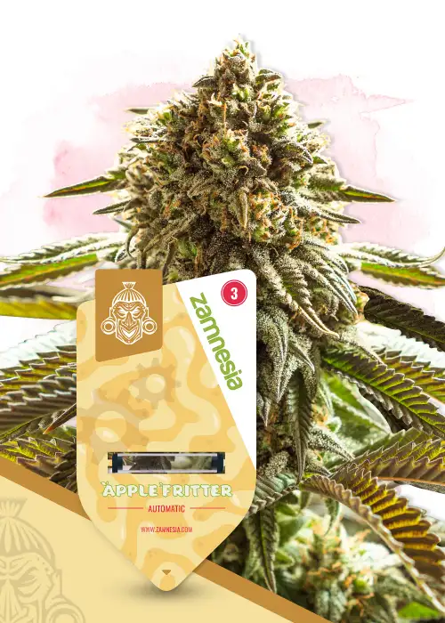 Apple Fritter Automatic by Royal Queen Seeds, Autoflower cannabis strain