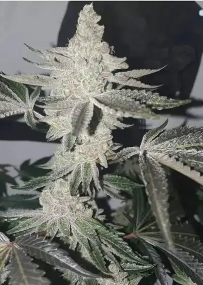 Apple Fritter S1 by Clearwater Genetics, Photoperiod cannabis strain