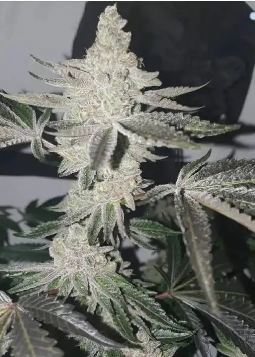 Apple Fritter S1 by Clearwater Genetics, Photoperiod cannabis strain