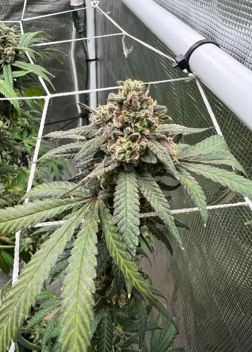 Apple Fritter x Zkittlez by Seed Junky Genetics, Photoperiod cannabis strain