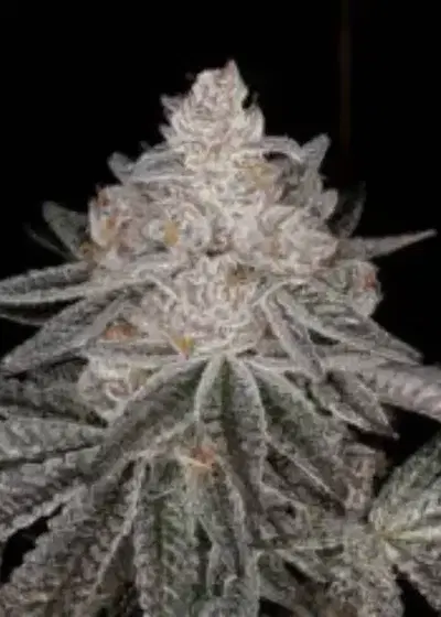 Apple Fritter by GB Strains, Photoperiod cannabis strain