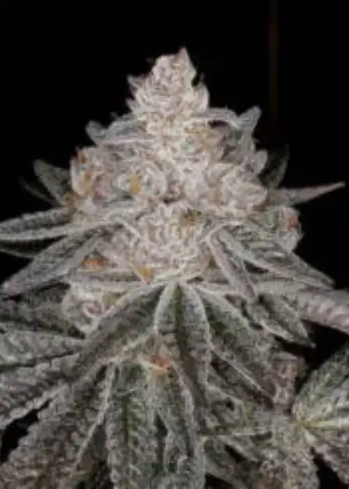 Apple Fritter by GB Strains, Photoperiod cannabis strain