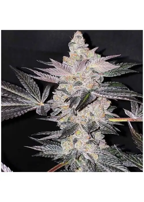 Apple Fudge by Grounded Genetics, Photoperiod cannabis strain