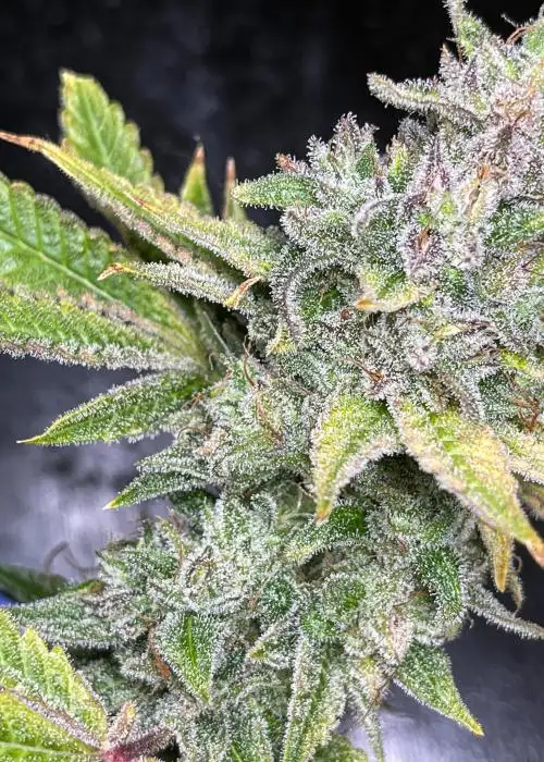 Apple Glitter by Irvine Seed Company, Photoperiod cannabis strain