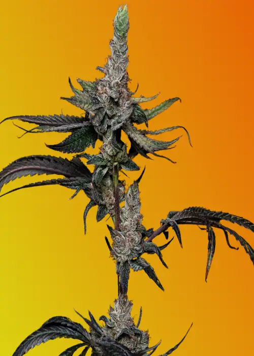 Apple Junky by Homegrown Genetics, Photoperiod cannabis strain
