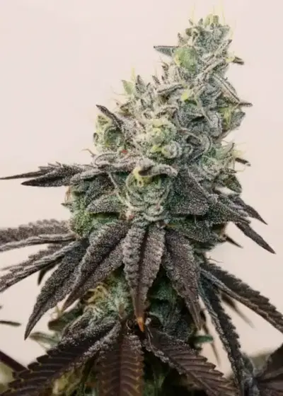 Apple N Banana S1 cannabis strain