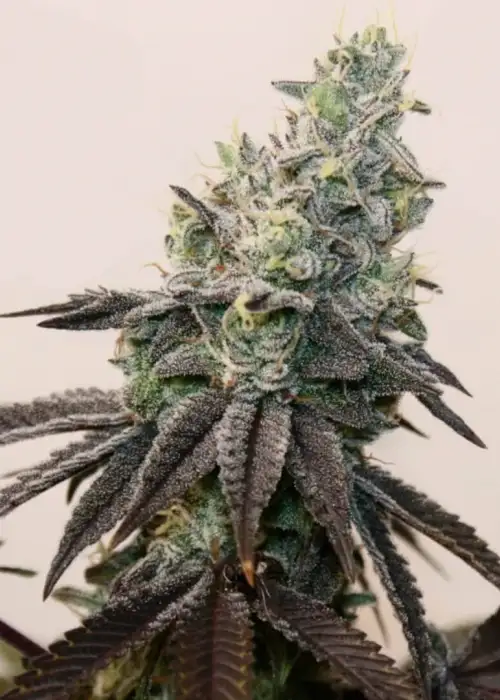 Apple N Banana S1 by Nasha Genetics, Photoperiod cannabis strain