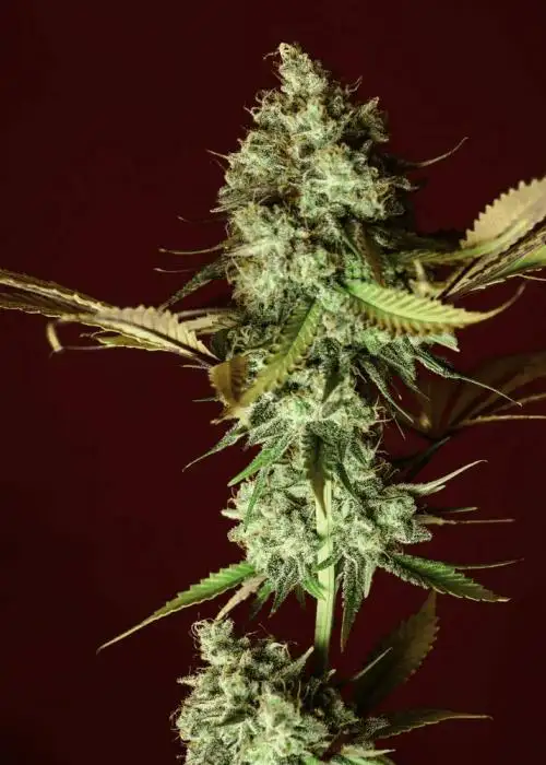 Apple Pie by Reeferman seeds, Photoperiod cannabis strain