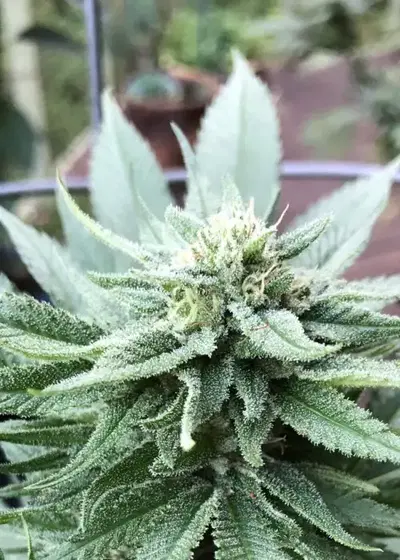 Apple Runtz Cake Auto cannabis strain