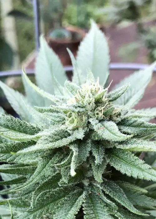 Apple Runtz Cake Auto by Purple Caper Seeds, Autoflower cannabis strain