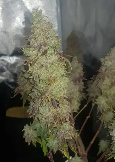 Apple Sundae by Cannarado Genetics, Photoperiod cannabis strain
