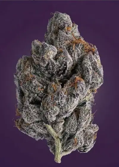 Apple Tartz by Clearwater Genetics, Photoperiod cannabis strain