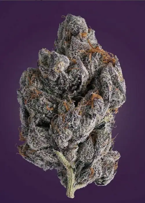 Apple Tartz by Clearwater Genetics, Photoperiod cannabis strain