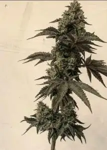 Apple Zauce by Umami Seed Co, Photoperiod cannabis strain