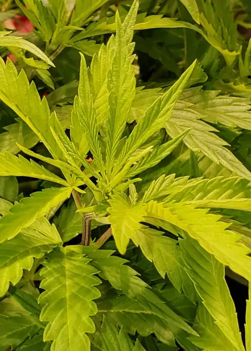Appleberry by Sumo Seeds, Photoperiod cannabis strain