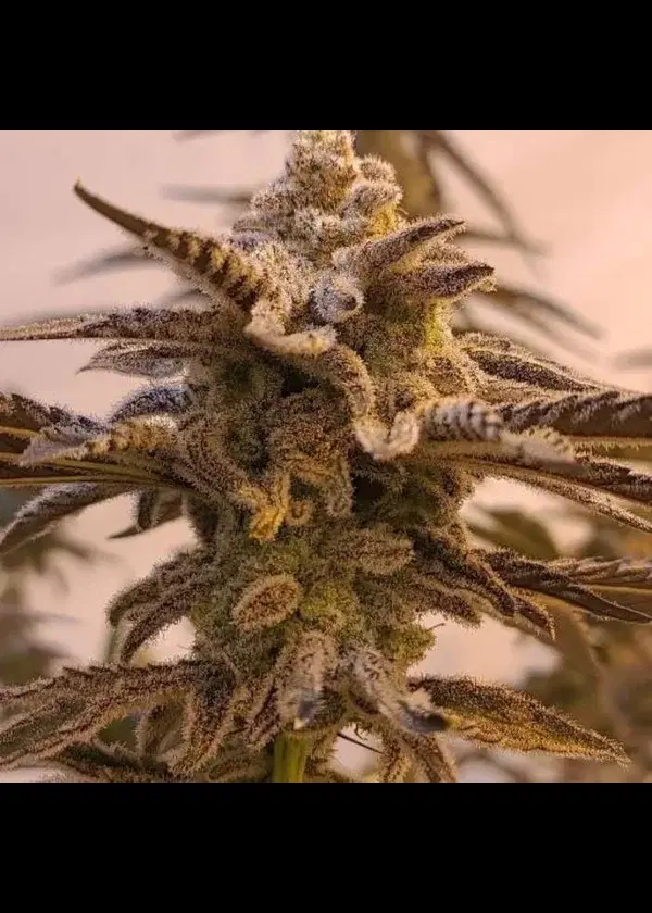 Applelicious by In House Genetics, Photoperiod cannabis strain