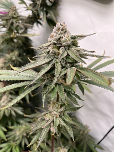 Apples N Bananas x Touchdown Jesus by Brothers In Farms, Photoperiod cannabis strain