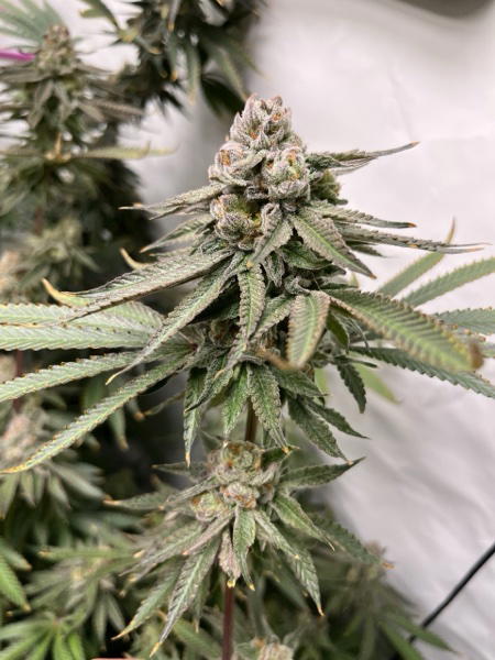 Apples N Bananas x Touchdown Jesus by Brothers In Farms, Photoperiod cannabis strain