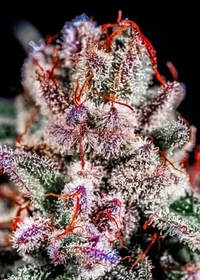 Applez & Bananaz S1 by CopyCat Genetics, Photoperiod cannabis strain