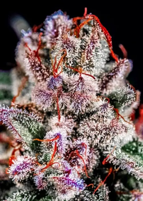 Applez & Bananaz S1 by CopyCat Genetics, Photoperiod cannabis strain