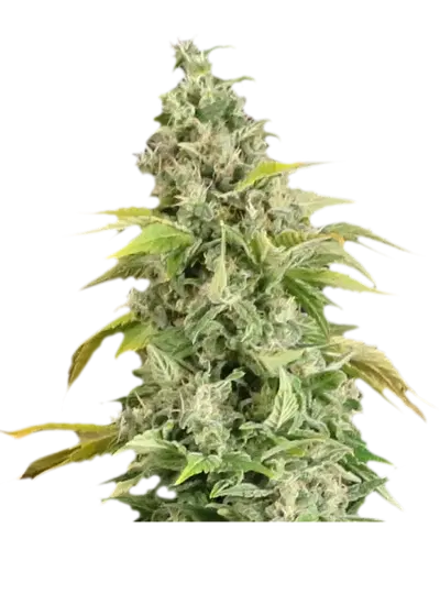 Arafa by Apex Seeds, Photoperiod cannabis strain