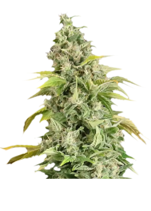 Arafa by Apex Seeds, Photoperiod cannabis strain