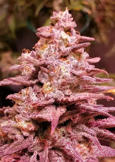 Arcata Ghost Feminized by Cannaventure Seeds, Photoperiod cannabis strain