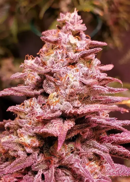 Arcata Ghost Feminized by Cannaventure Seeds, Photoperiod cannabis strain