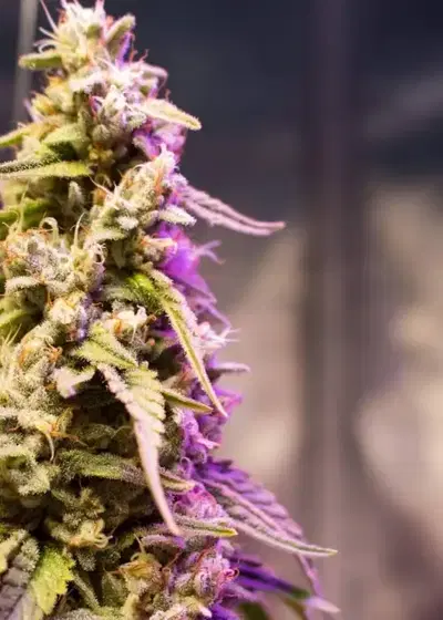 Arcata Skunk Feminized by Cannaventure Seeds, Photoperiod cannabis strain