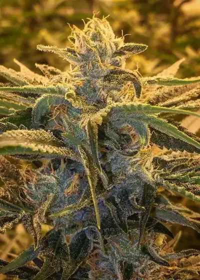 Arise by Irie Genetics, Photoperiod cannabis strain