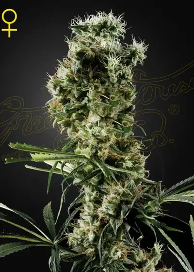 Arjans Haze #2 by Green House Seed Co., Photoperiod cannabis strain