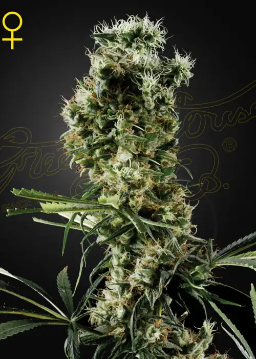 Arjans Haze #2 by Green House Seed Co., Photoperiod cannabis strain