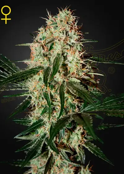 Arjans Haze #3 cannabis strain