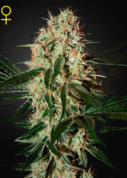 Arjans Haze #3 by Green House Seed Co., Photoperiod cannabis strain