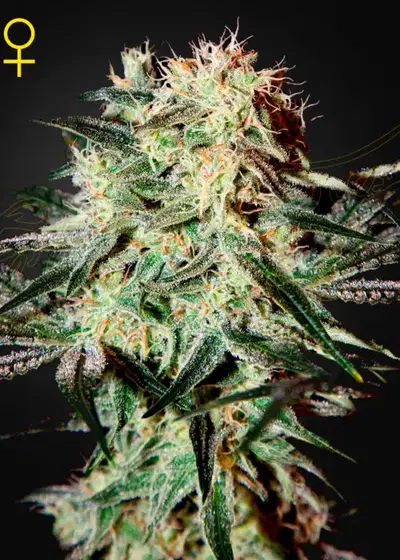 Arjans Strawberry Haze by Green House Seed Co., Photoperiod cannabis strain
