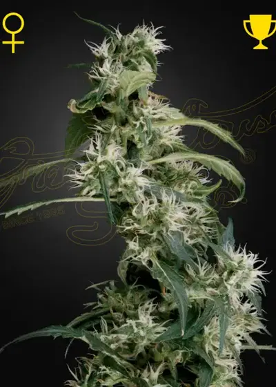 Arjans Ultra Haze #2 by Green House Seed Co., Photoperiod cannabis strain