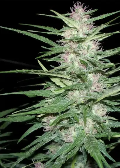 ASH by Mr.Nice, Photoperiod cannabis strain
