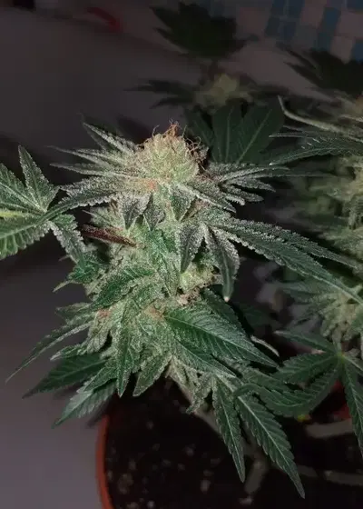 Ashava Valley Cheese by Aztech, Photoperiod cannabis strain