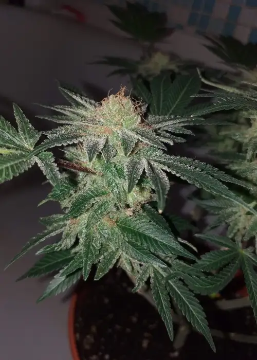 Ashava Valley Cheese by Aztech, Photoperiod cannabis strain
