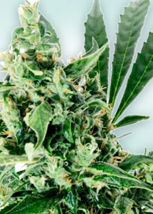 Atlant CBD by VIP Seeds, Photoperiod cannabis strain