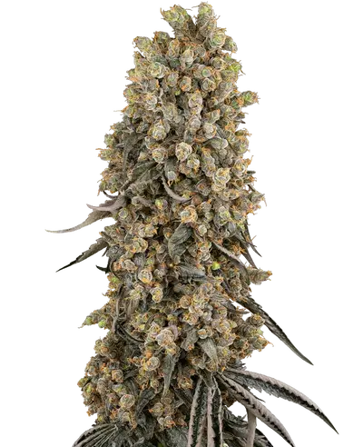 Atomic Blue Dream cannabis strain