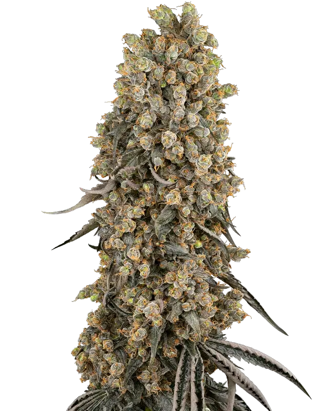 Atomic Blue Dream by Sensi Seeds, Photoperiod cannabis strain
