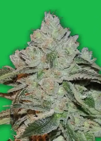 Atomic by Bomb Seeds, Photoperiod cannabis strain