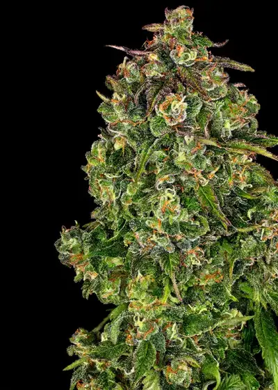 Aurora Indica by Nirvana, Photoperiod cannabis strain