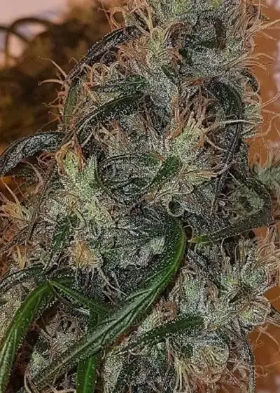 Australian Dead Head by Connoisseur Genetics, Photoperiod cannabis strain