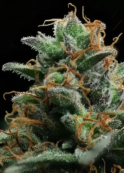 Authentic Sweet Skunk #1 IBL by Authentic Genetics, Photoperiod cannabis strain